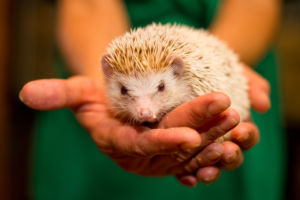 Фото: www.irkdetzoo.ru