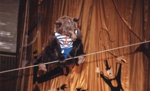 Фото: www.circus-irkutsk.ru