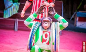 Фото: www.circus-irkutsk.ru